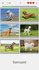 Dogs Quiz - Guess All Breeds!