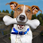 Animal Shelter Pet Rescue Game