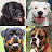 Dogs Quiz - Guess All Breeds!