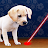 Laser Pointer for Dogs